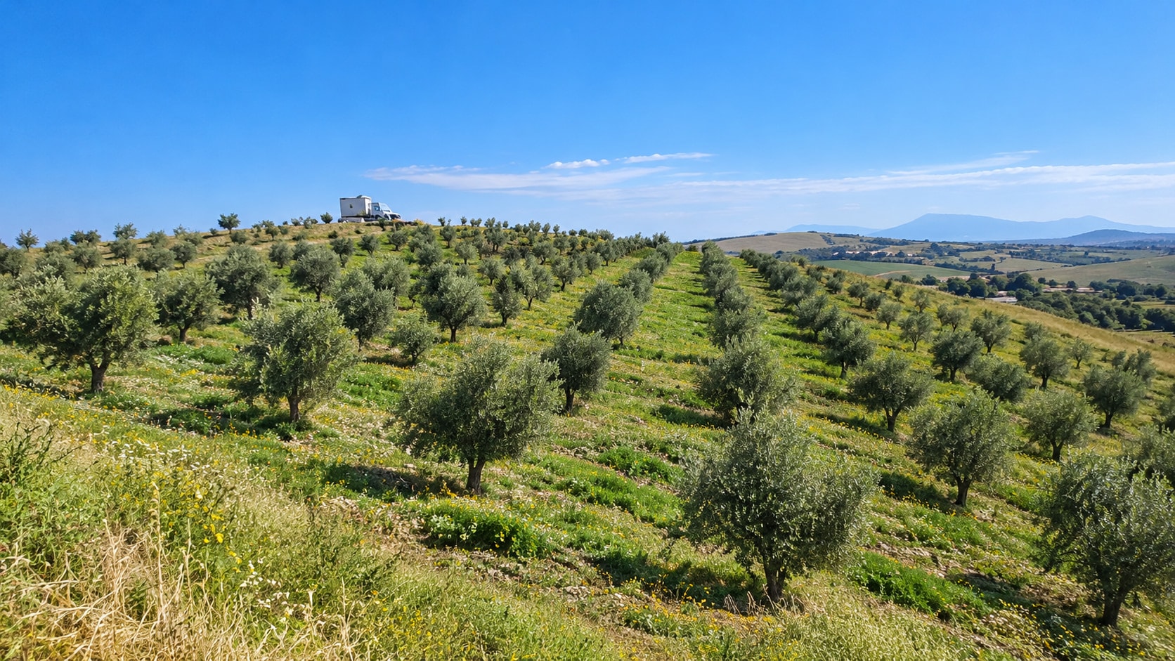 Rows of olive trees across a green hillside